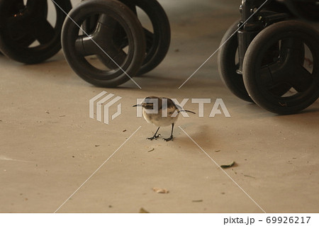 動物園の鳥類 動物園の鳥類 69926217