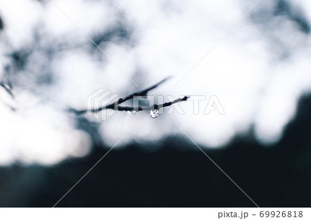 falling water droplets on the branches after the rain water 69926818