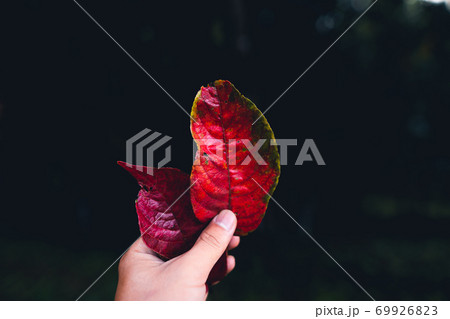 Falling Leaves - Yellow leaves with rain drops. Falling Leaves - Yellow leaves with rain drops. 69926823