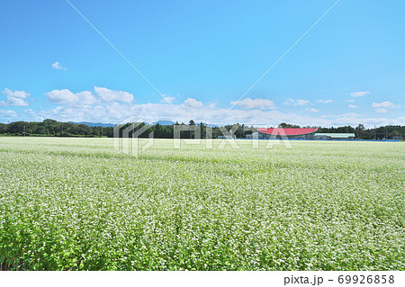 湖畔のソバ畑 69926858