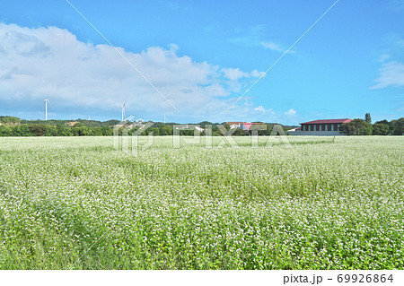 湖畔のソバ畑 湖畔のソバ畑 69926864