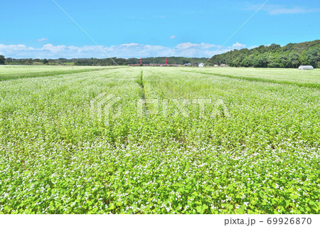 湖畔のソバ畑 69926870