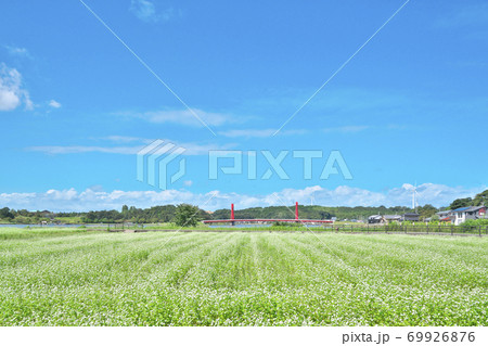 湖畔のソバ畑 69926876