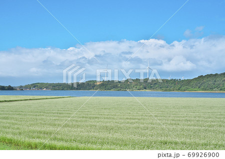 湖畔のソバ畑 69926900