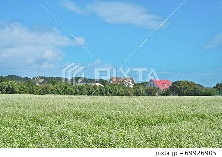 湖畔のソバ畑 湖畔のソバ畑 69926905