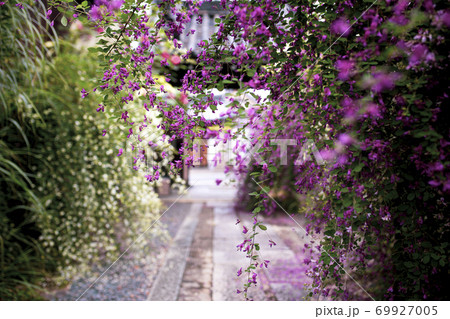 勝念寺の萩 69927005