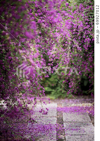 勝念寺の萩 69927012