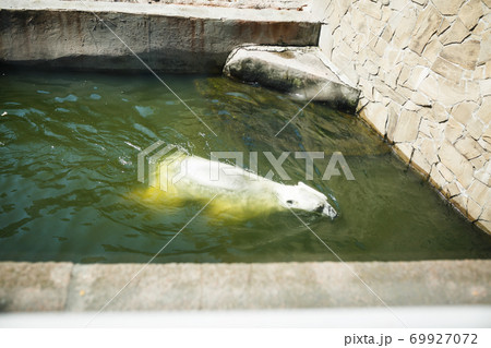 NIKOLAEV, UKRAINE - AUGUST 5, 2018. animals in zoo 69927072