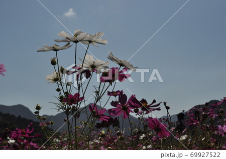 青空にコスモス 69927522