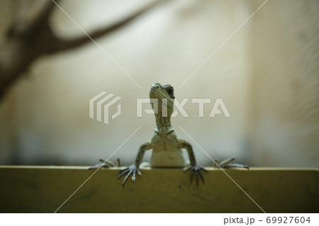 NIKOLAEV, UKRAINE - AUGUST 5, 2018. animals in zoo NIKOLAEV, UKRAINE - AUGUST 5, 2018. animals in zoo 69927604