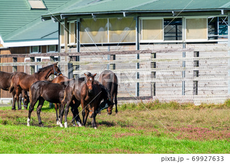 競走馬の牧場 仔馬 イメージ 北海道 競走馬の牧場 仔馬 イメージ 北海道 69927633
