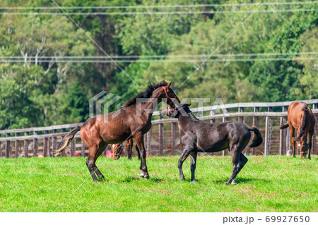 競走馬の牧場　仔馬　イメージ　北海道 69927650