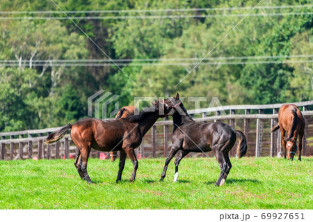 競走馬の牧場 仔馬 イメージ 北海道 競走馬の牧場 仔馬 イメージ 北海道 69927651