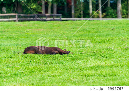 競走馬の牧場 仔馬 イメージ 北海道 競走馬の牧場 仔馬 イメージ 北海道 69927674