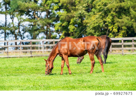 競走馬の牧場　仔馬　イメージ　北海道 69927675
