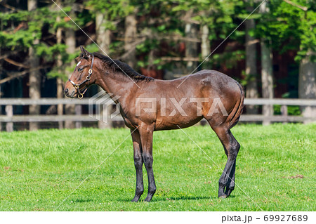 競走馬の牧場 仔馬 イメージ 北海道 競走馬の牧場 仔馬 イメージ 北海道 69927689