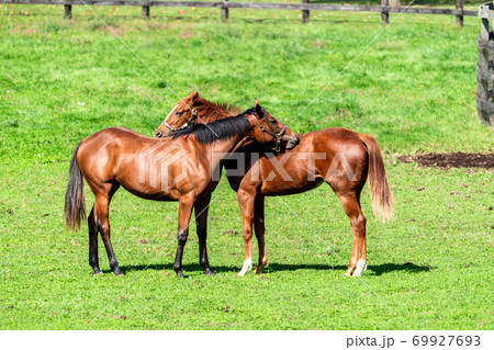 競走馬の牧場　仔馬　イメージ　北海道 69927693