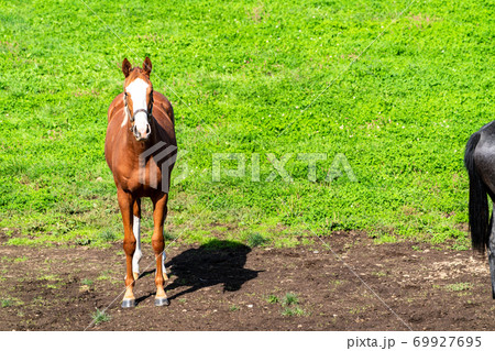 競走馬の牧場　仔馬　イメージ　北海道 69927695