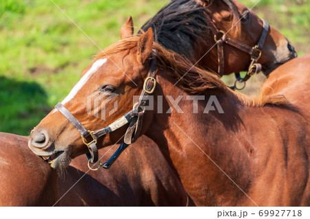 競走馬の牧場　仔馬　イメージ　北海道 69927718
