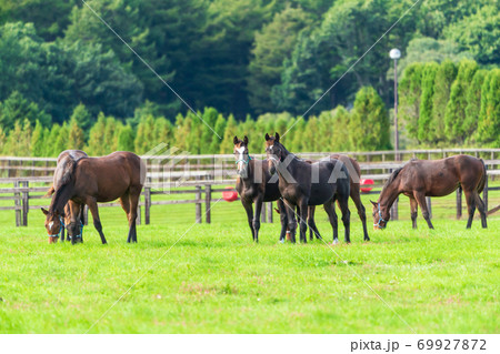 競走馬の牧場 仔馬 イメージ 北海道 競走馬の牧場 仔馬 イメージ 北海道 69927872