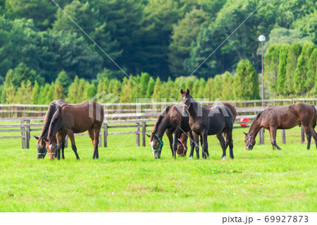 競走馬の牧場 仔馬 イメージ 北海道 競走馬の牧場 仔馬 イメージ 北海道 69927873