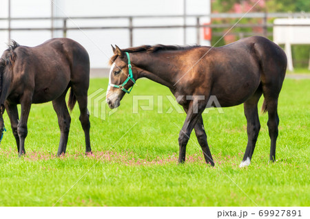 競走馬の牧場　仔馬　イメージ　北海道 69927891
