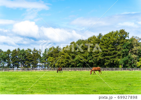 競走馬の牧場　仔馬　イメージ　北海道 69927898