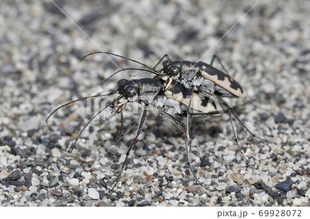 カワラハンミョウの交尾 69928072