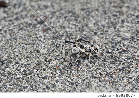 カワラハンミョウの交尾 69928077