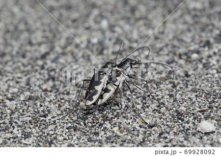 カワラハンミョウの交尾 69928092