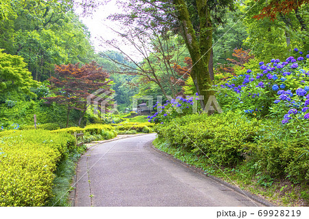 アジサイが見頃の薬師池区公園 アジサイが見頃の薬師池区公園 69928219