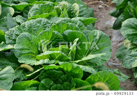 白菜 白菜畑 野菜 69929133