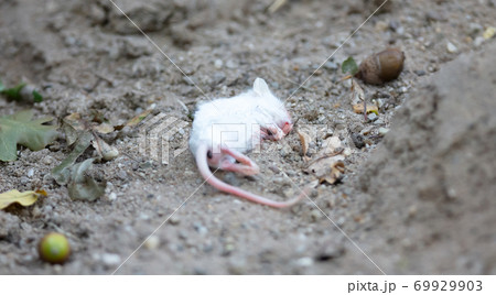 Single white dead mouse 69929903