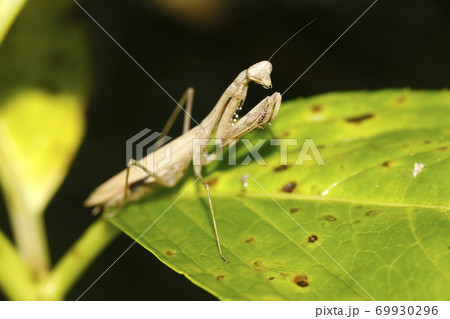 コカマキリの写真素材