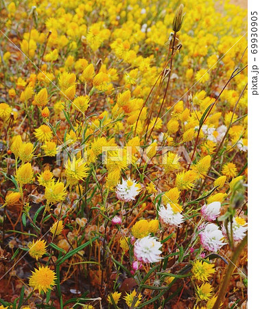 ワイルドフラワー 69930905