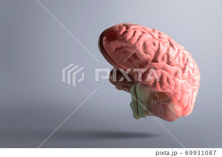 The human brain The human brain 69931087