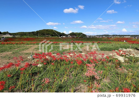 矢勝川の彼岸花 矢勝川の彼岸花 69931976