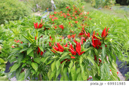 唐辛子の栽培 69931985