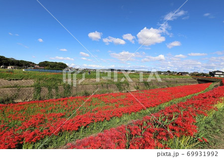 矢勝川の彼岸花 69931992
