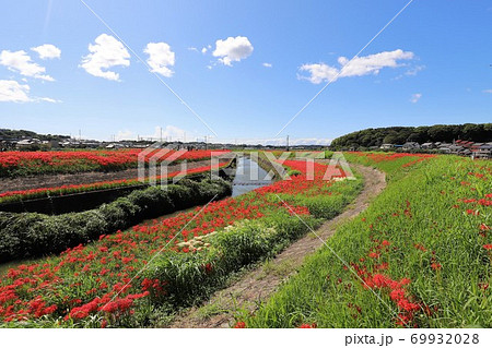 矢勝川の彼岸花 69932028