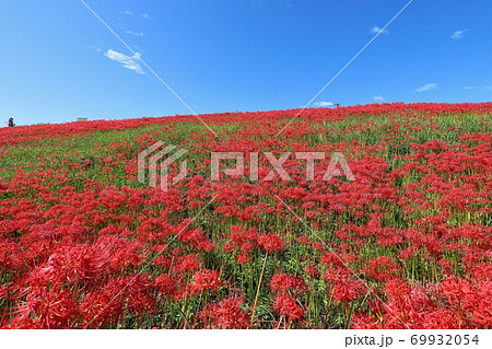 矢勝川の彼岸花 69932054