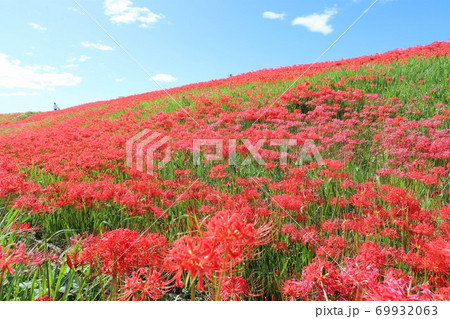 矢勝川の彼岸花 69932063
