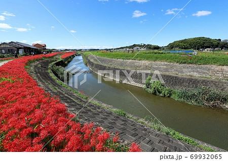 矢勝川の彼岸花 69932065