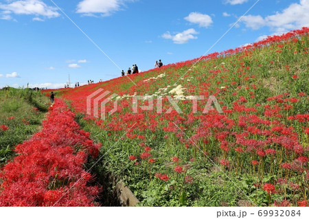 矢勝川の彼岸花 69932084