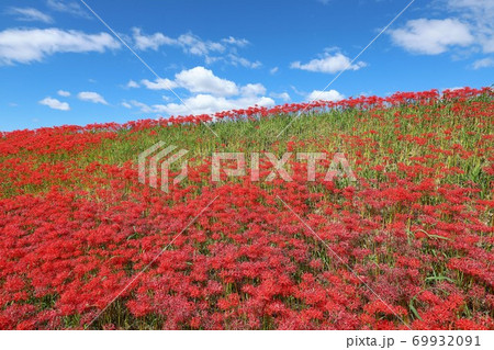 矢勝川の彼岸花 69932091