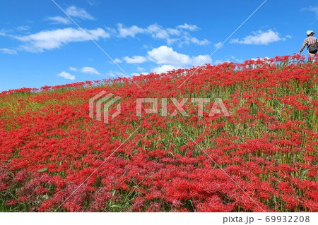 矢勝川の彼岸花 69932208