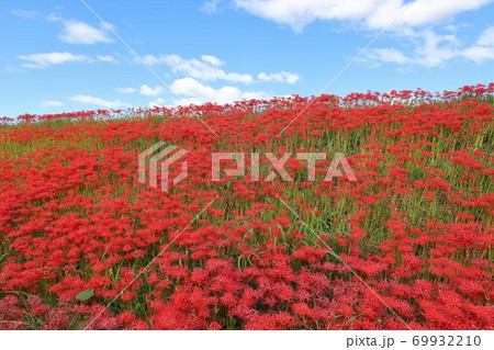 矢勝川の彼岸花 69932210