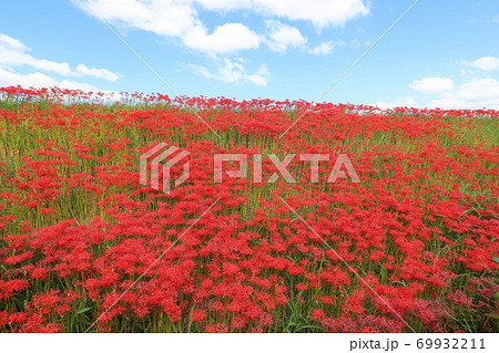 矢勝川の彼岸花 69932211