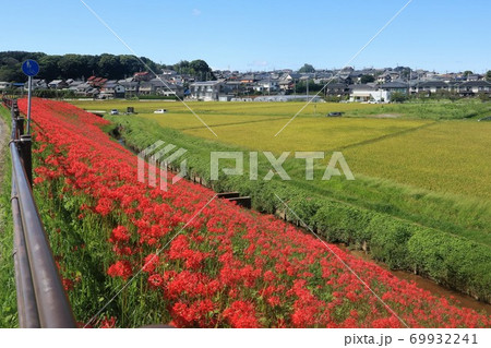 矢勝川の彼岸花 69932241