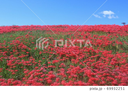矢勝川の彼岸花 矢勝川の彼岸花 69932251
